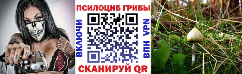 Псилоцибиновые грибы мицелий  дарнет шоп  Коммунар 